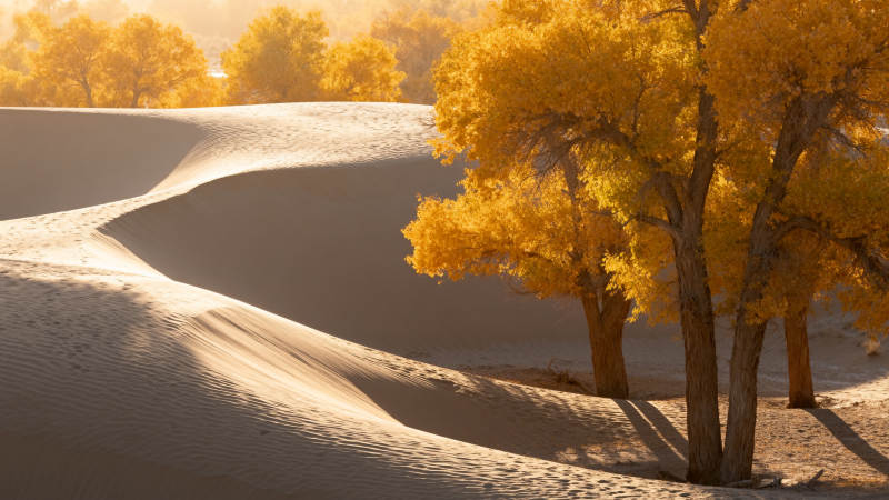 金秋沙丘树影图片