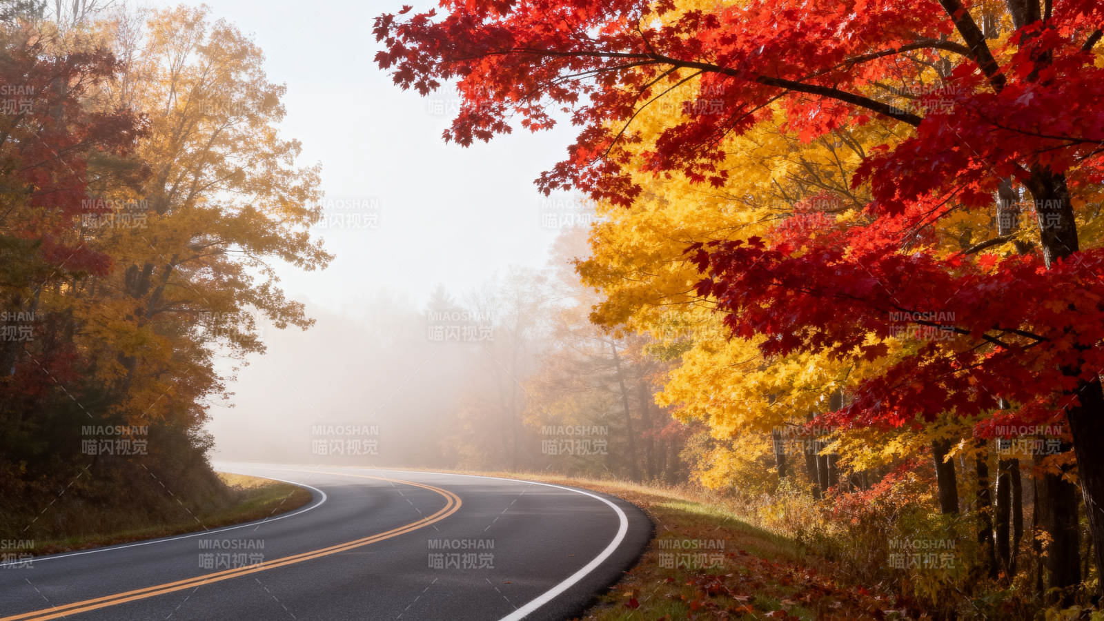秋日林间小路图片