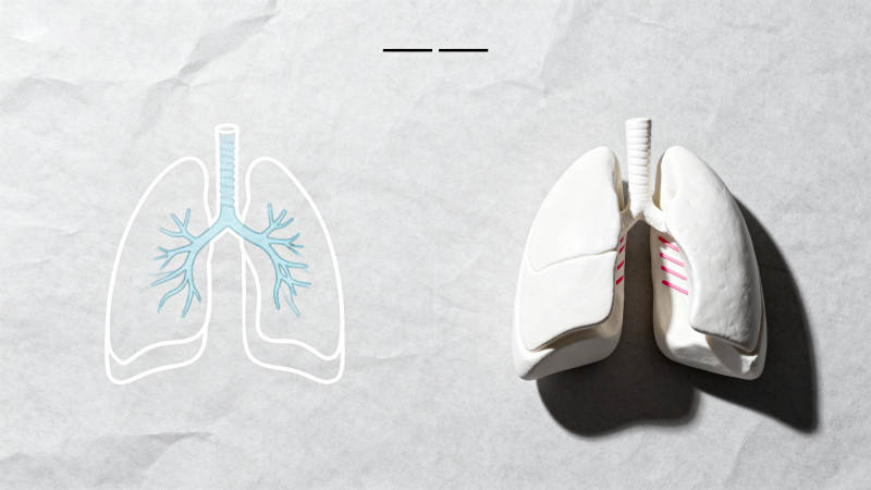 肺部结构对比图图片