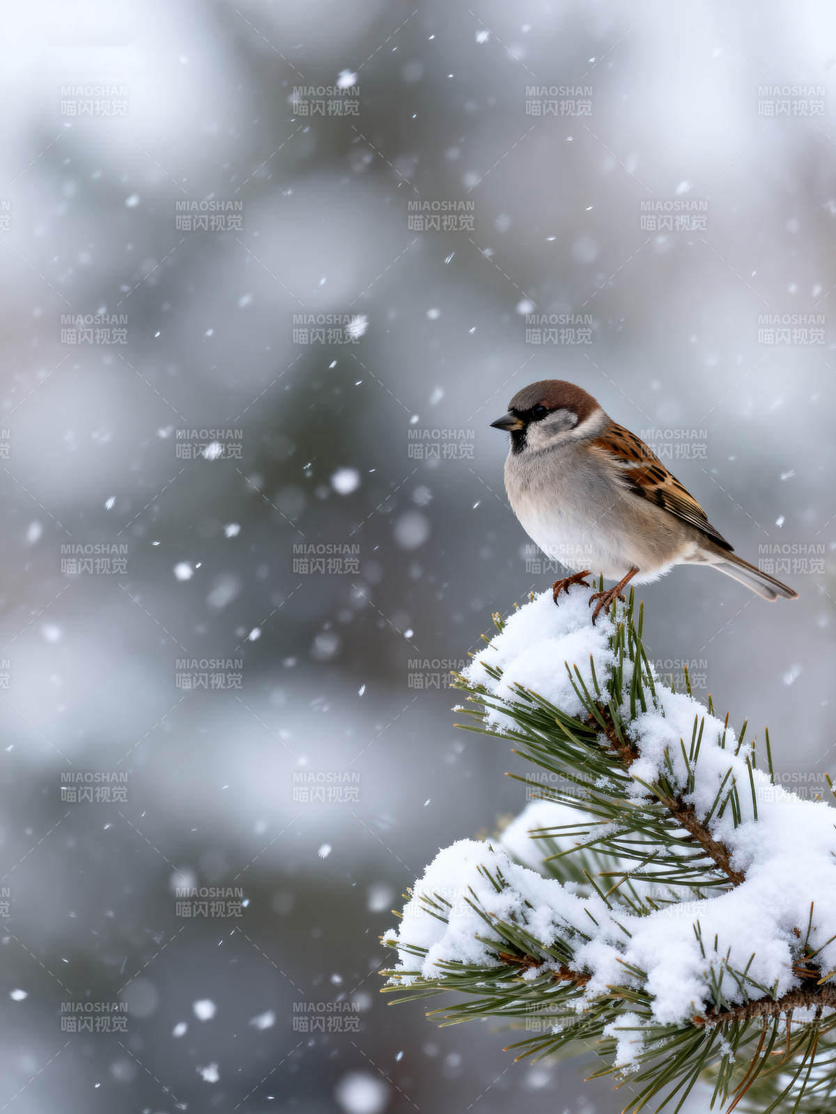 雪中麻雀栖枝头图片
