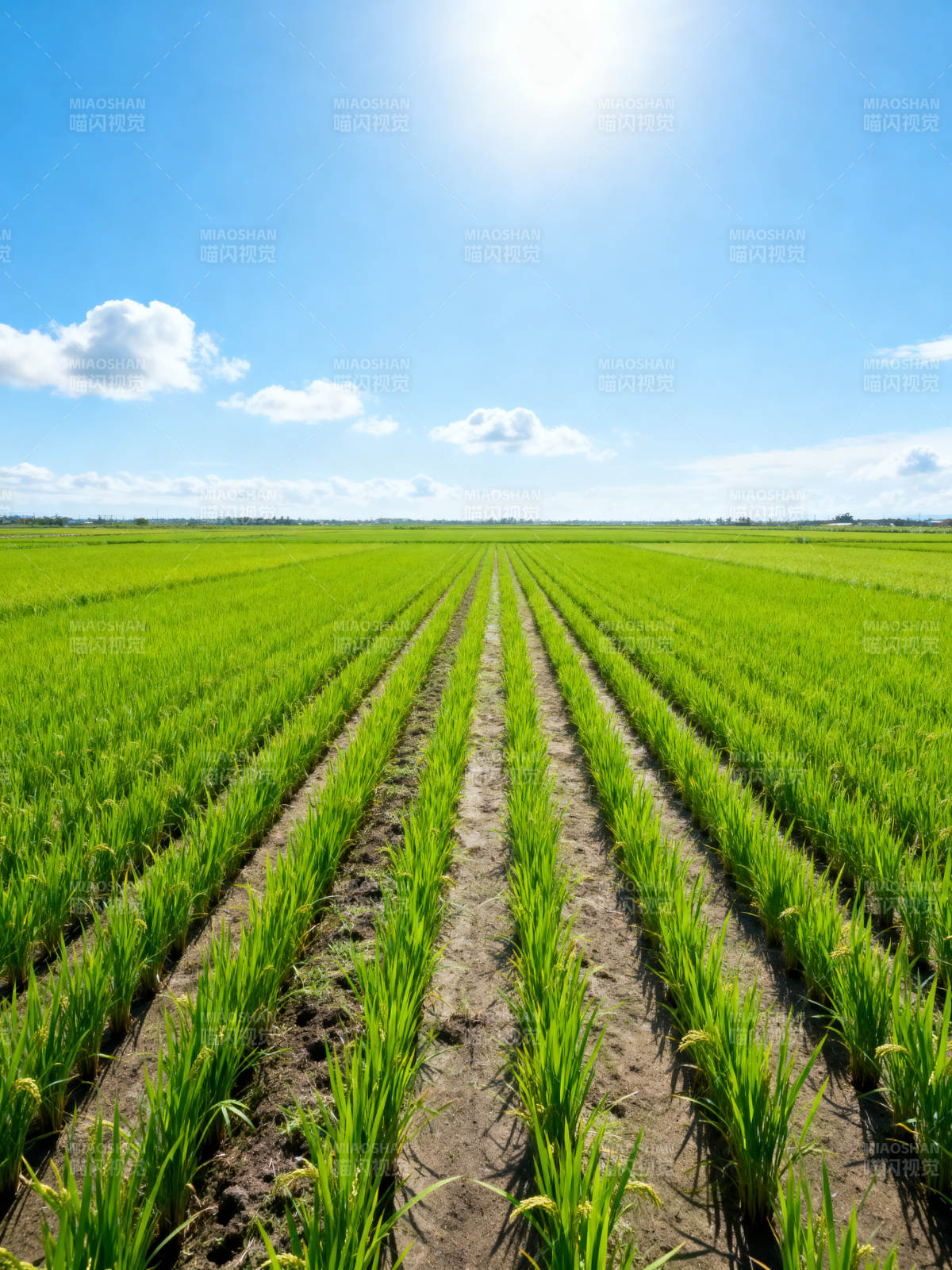 绿野稻田 阳光明媚图片