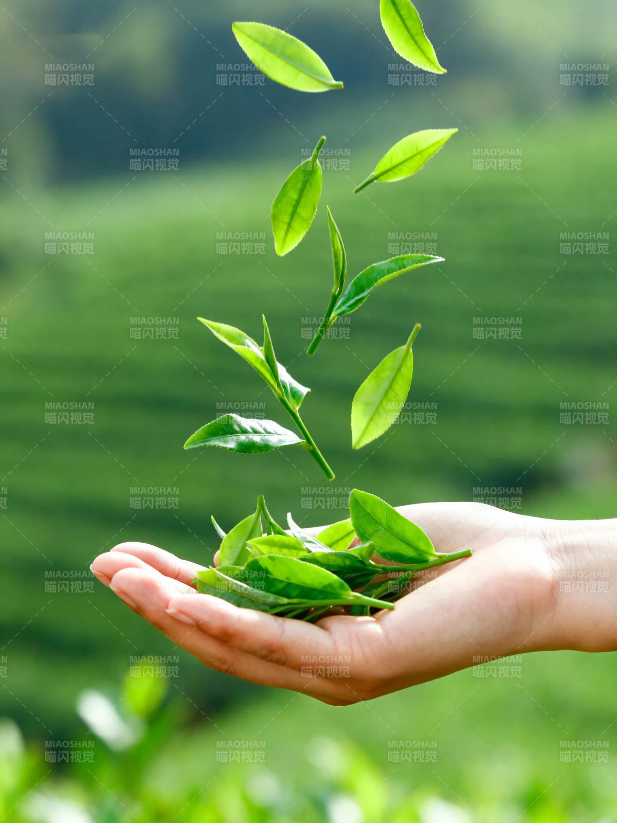 茶香四溢 叶舞手中图片