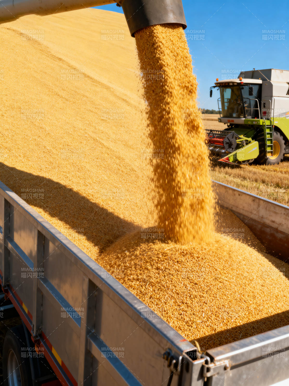 玉米丰收装车中图片