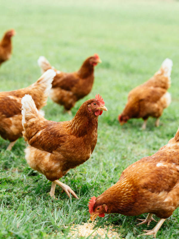 鸡群在草地上觅食图片