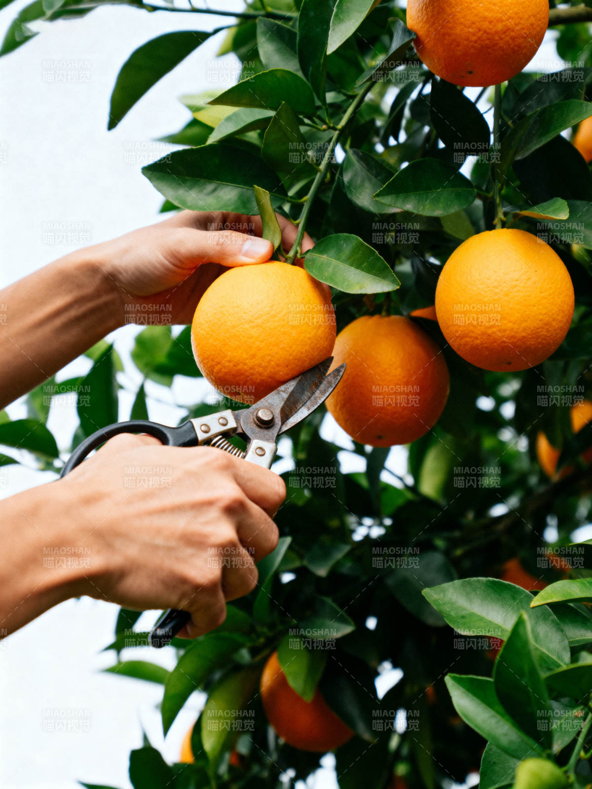 采摘橙子图片