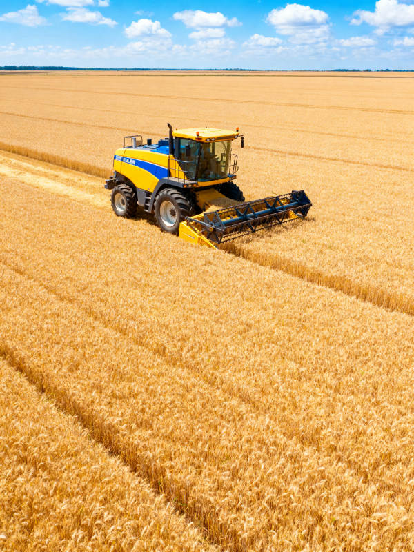 金秋麦田收割忙图片