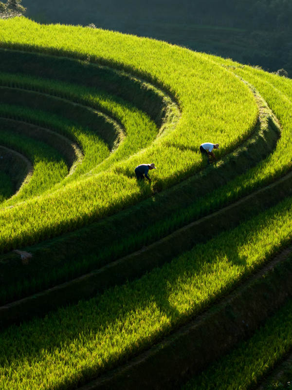 梯田劳作图图片