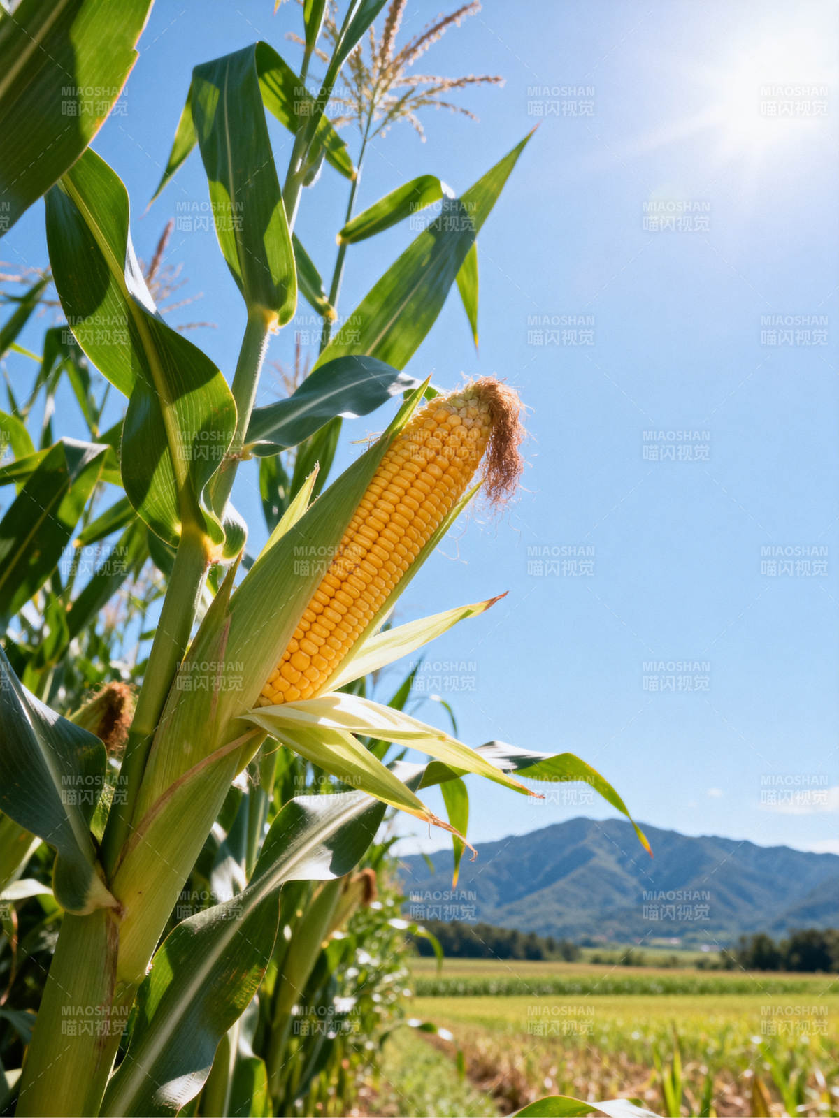 金秋玉米田图片