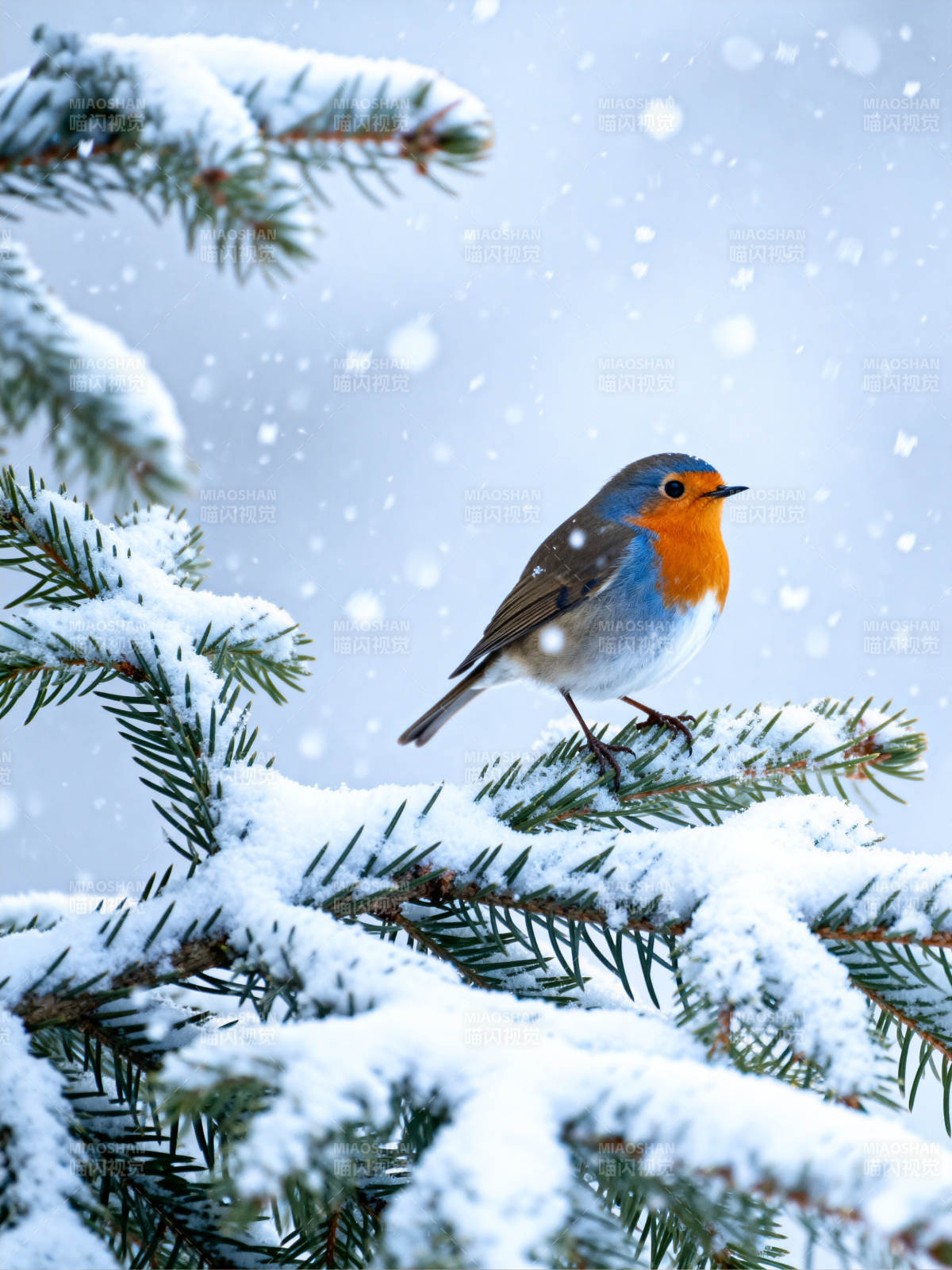 雪中红胸鸟图片