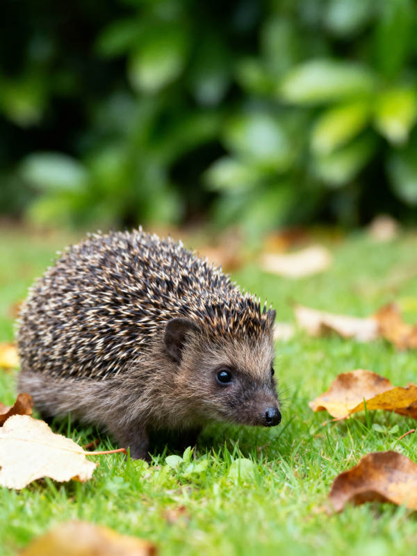 小刺猬在草地上图片