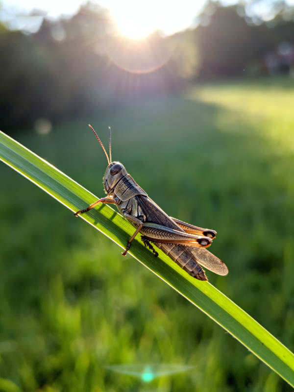 草叶上的蚂蚱图片