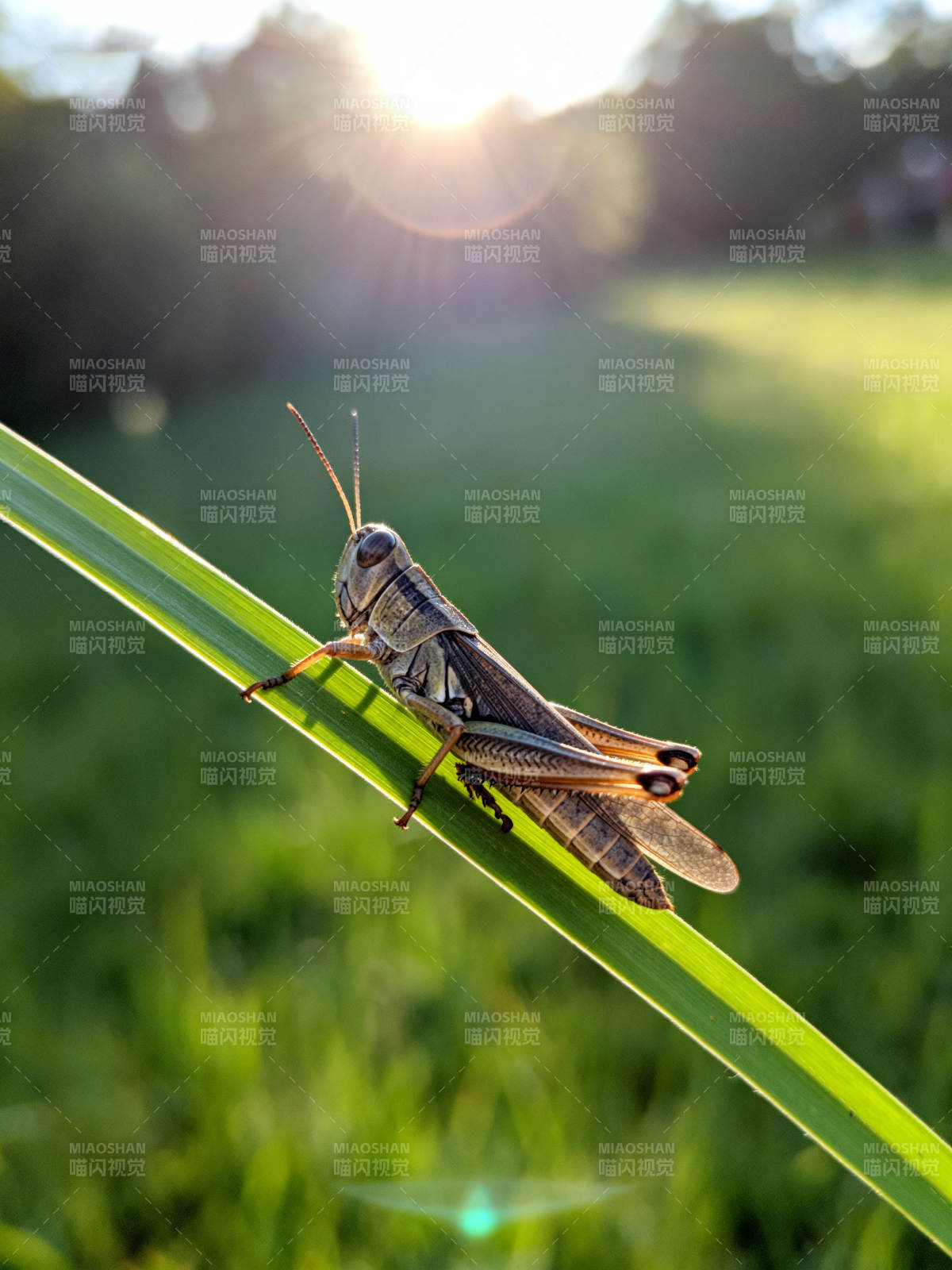 草叶上的蚂蚱图片