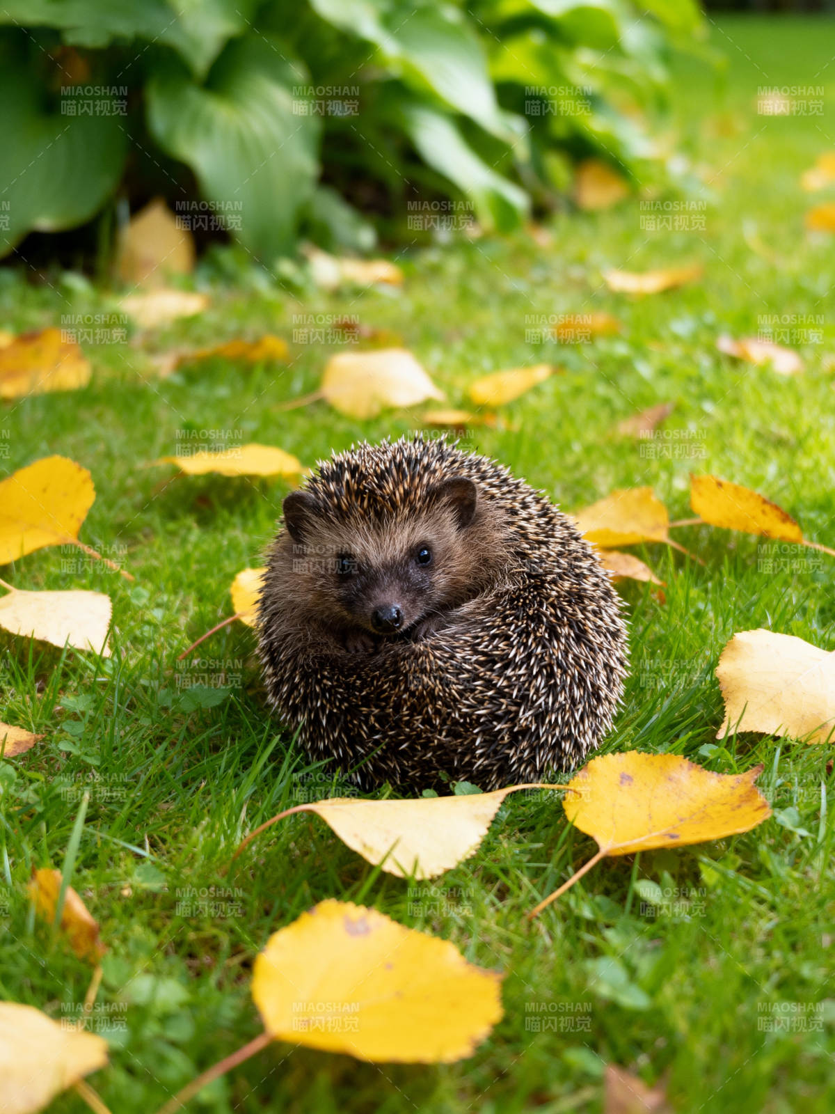 小刺猬秋日草地图片