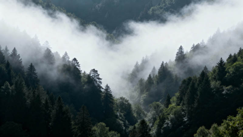 云雾缭绕山林间图片