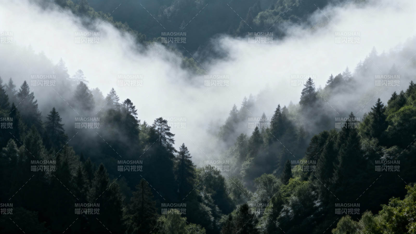 云雾缭绕山林间图片