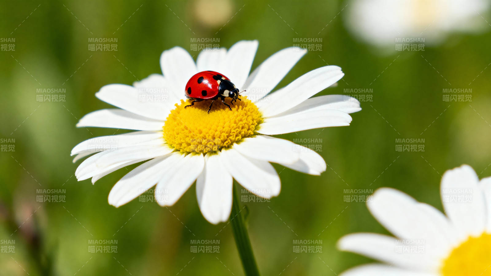 瓢虫栖息雏菊上图片