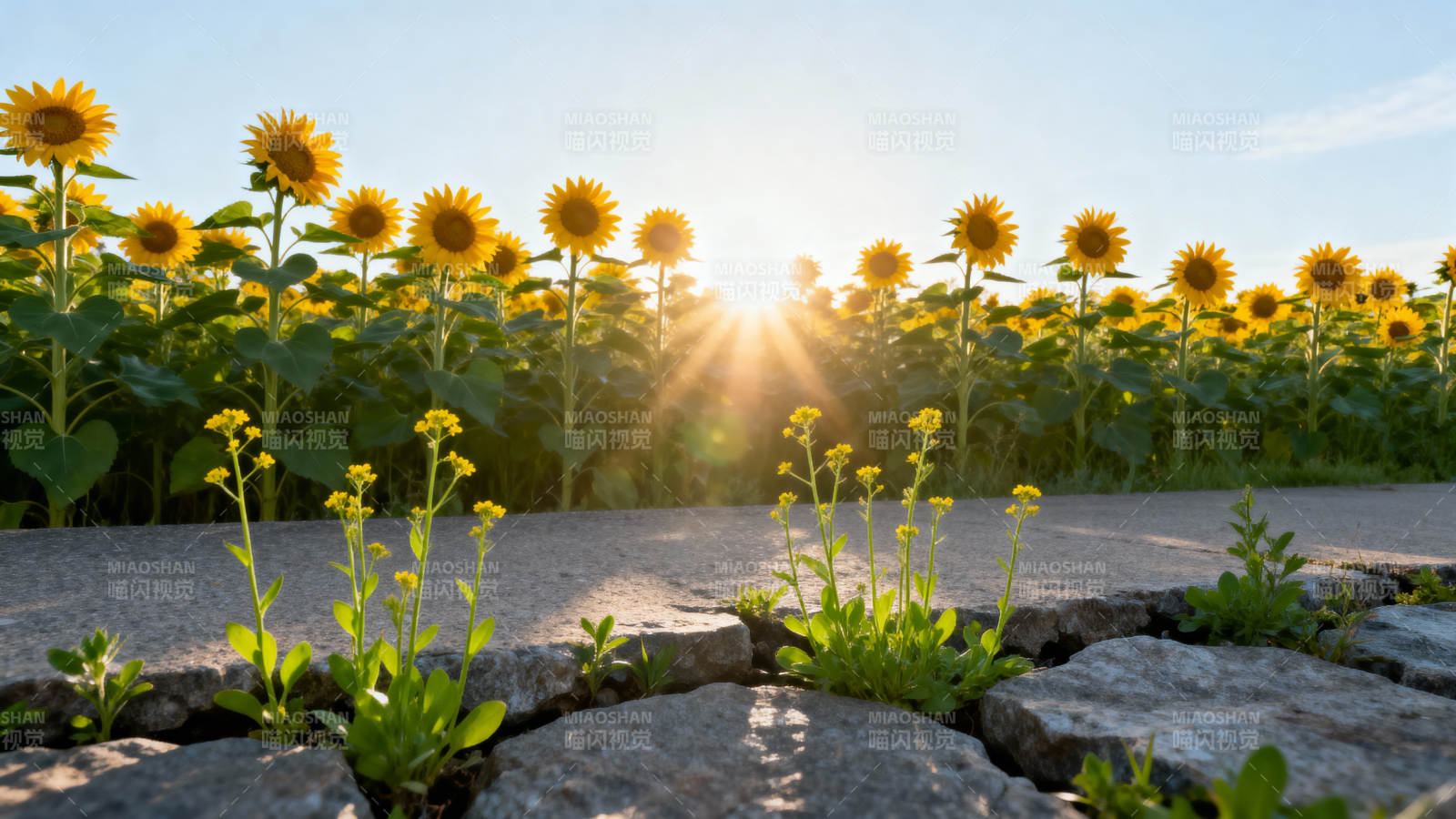 向日葵田间小径图片