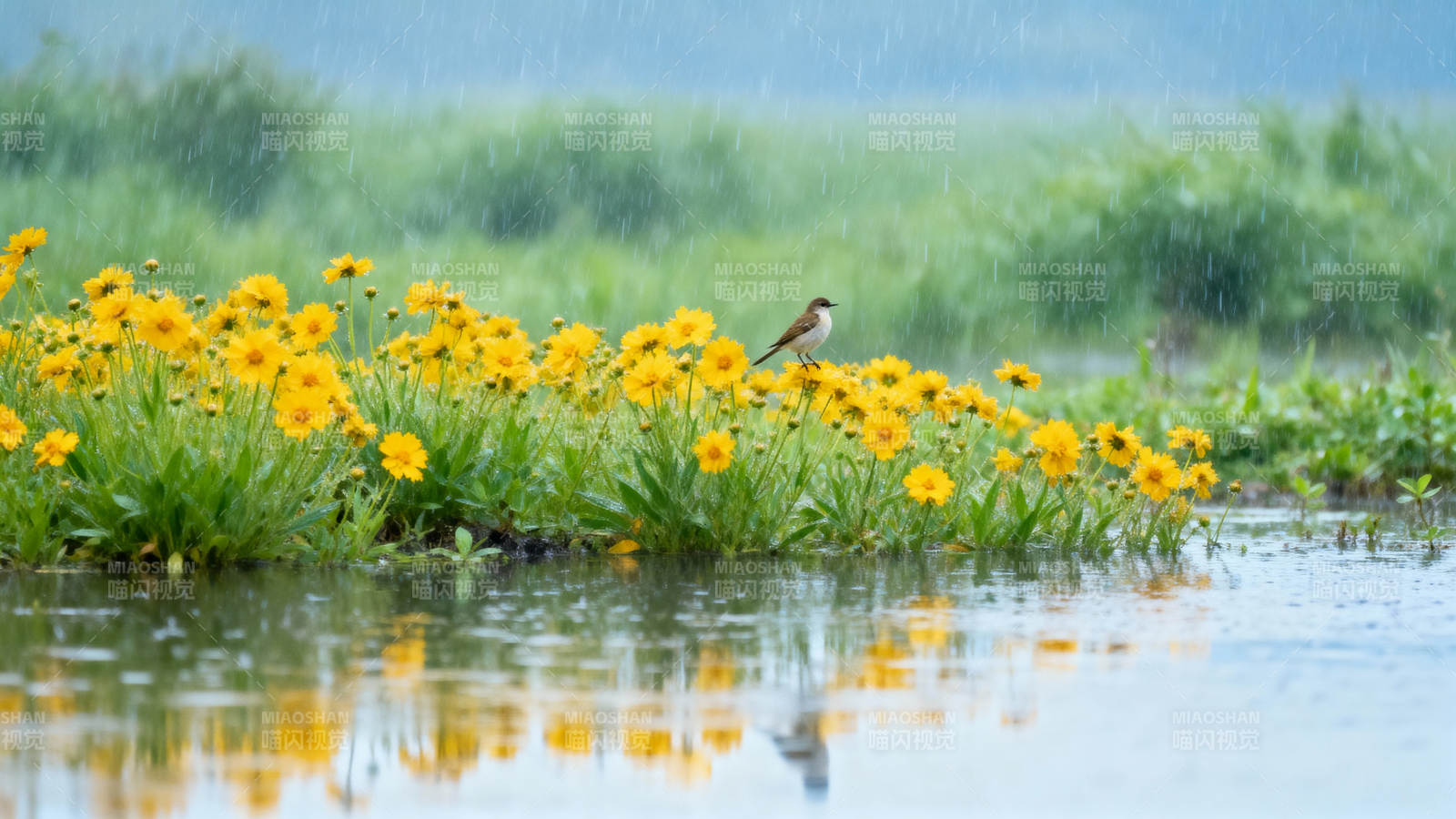 雨中花鸟图图片