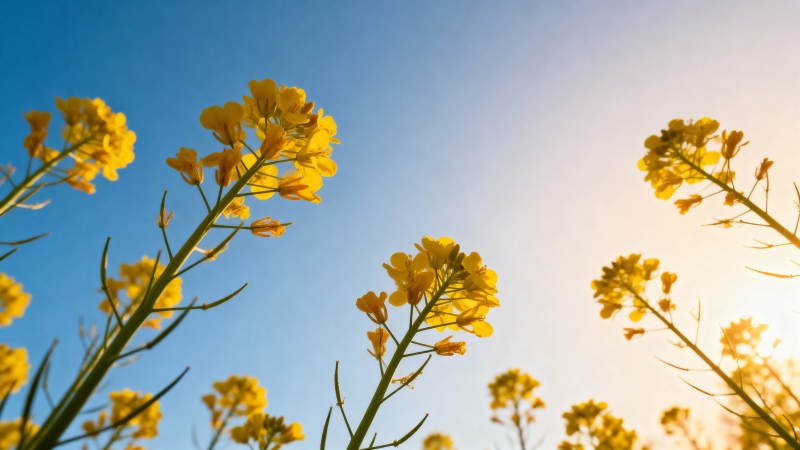 油菜花迎春绽放图片