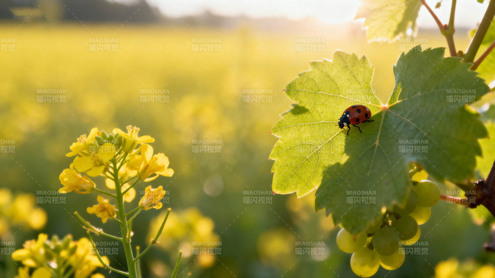 瓢虫栖叶 花海映春图片