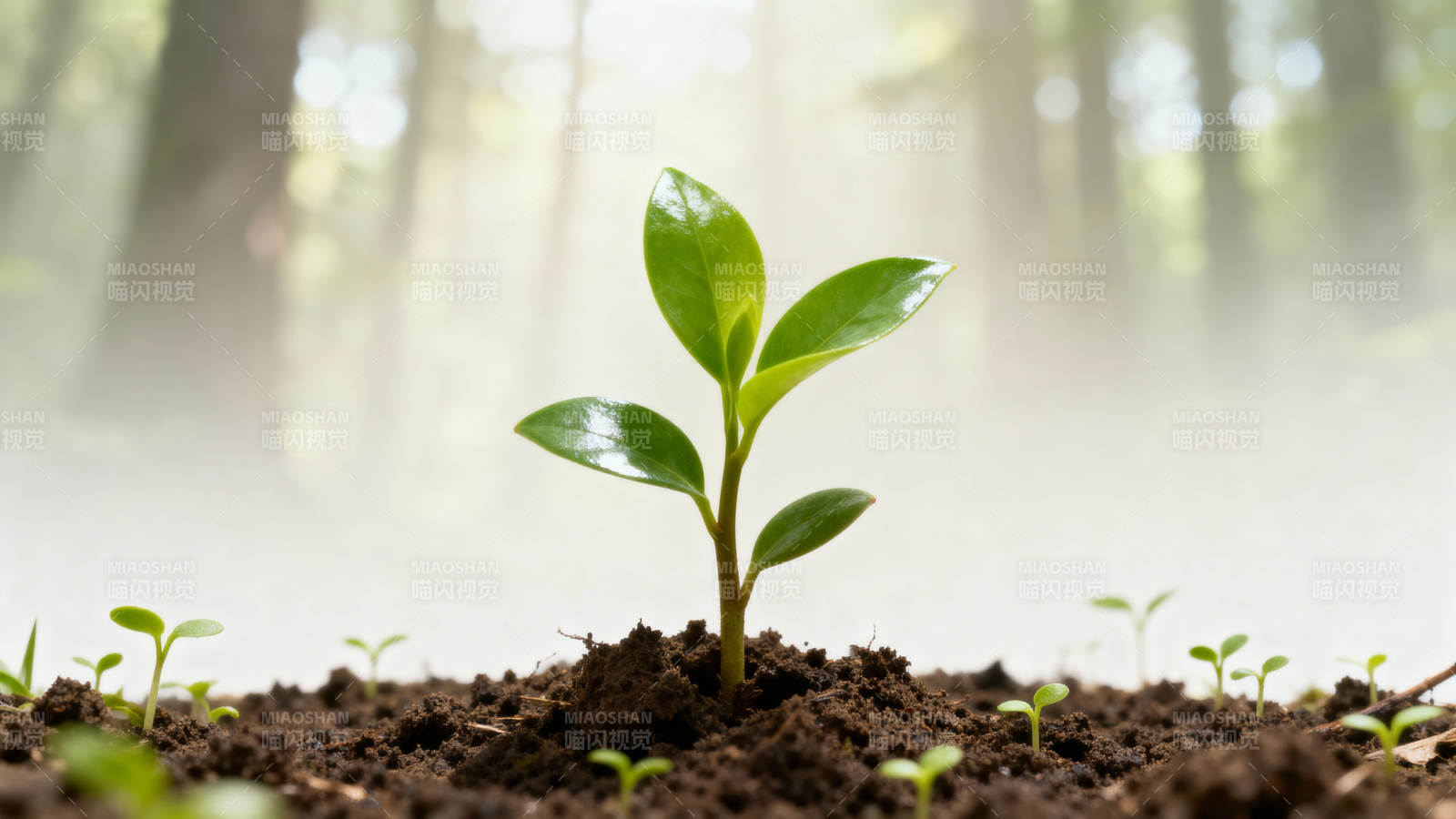 新芽破土而出图片