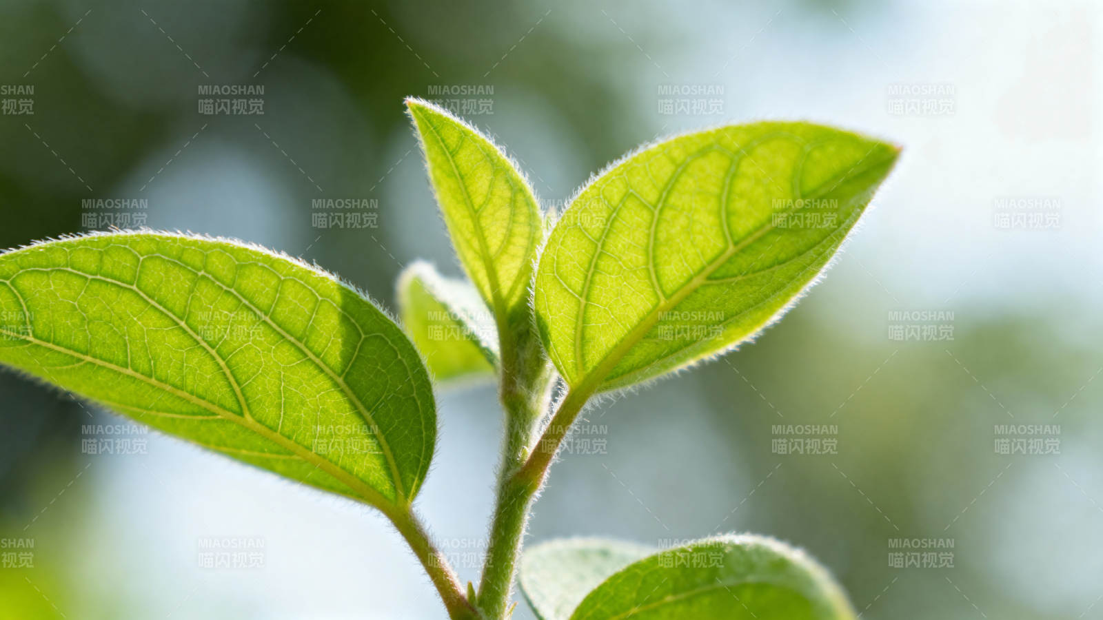绿叶新生图片