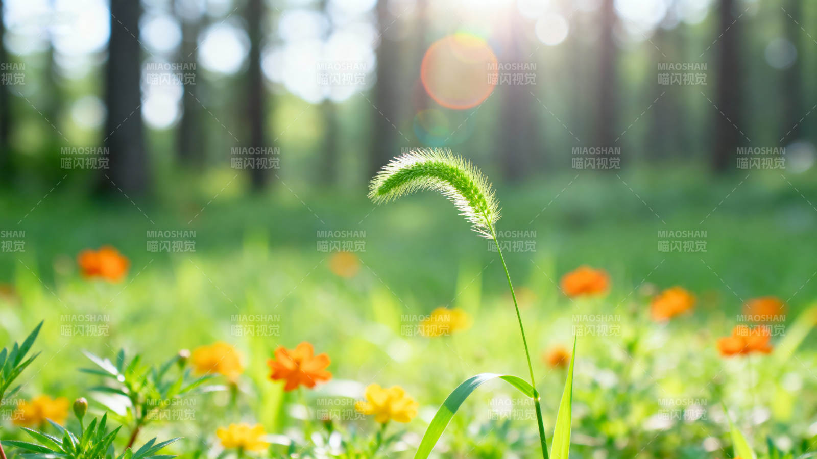春日花草地图片
