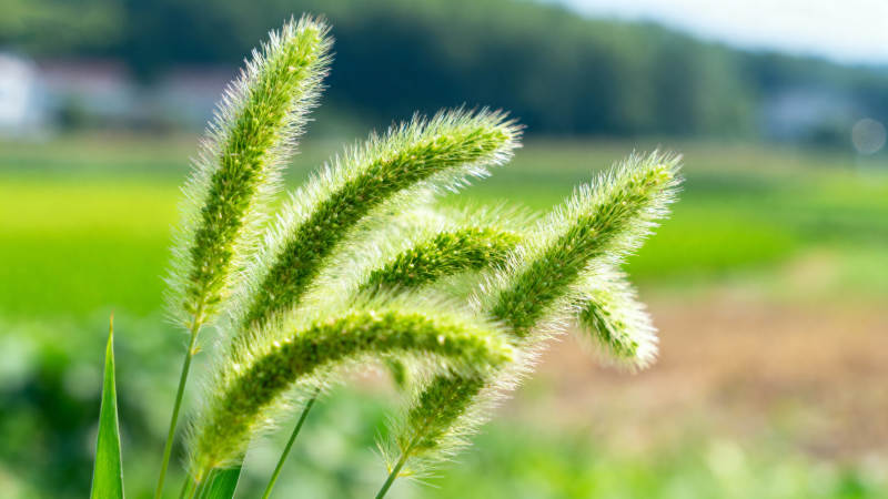 绿穗随风摇曳图片