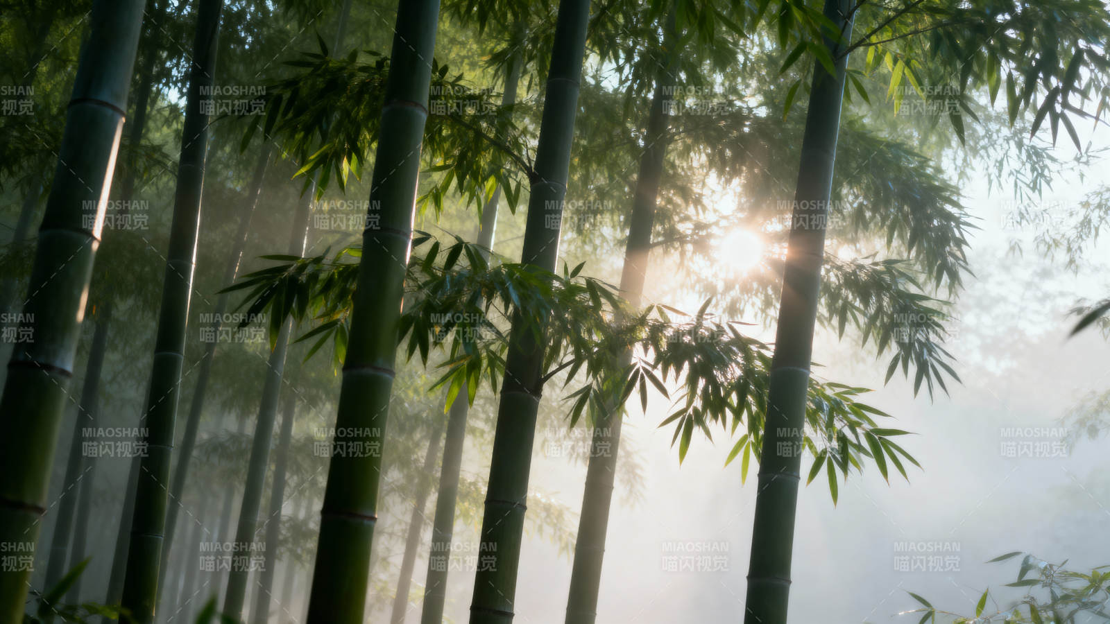 竹林晨雾图片