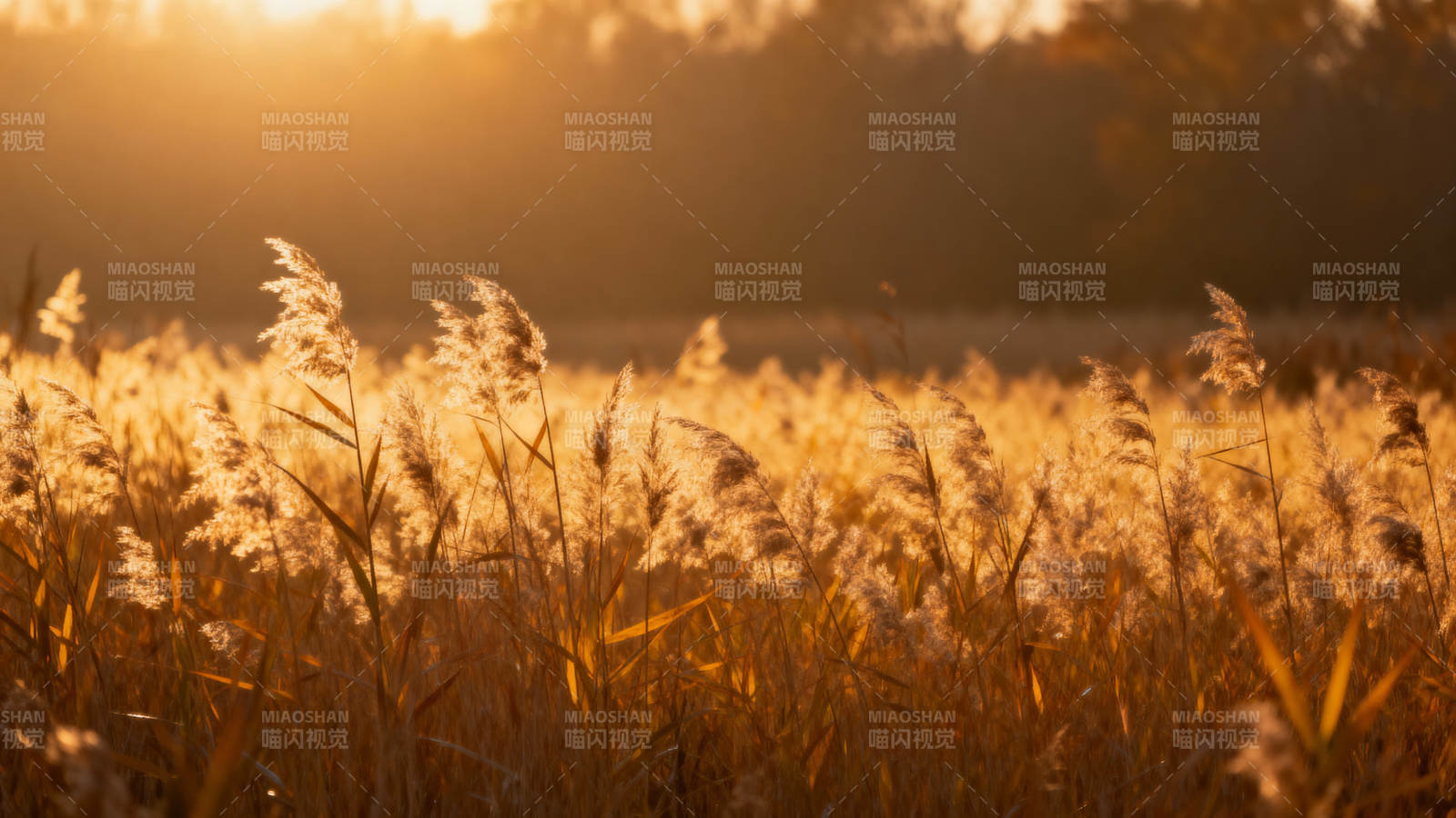 金秋芦苇荡图片
