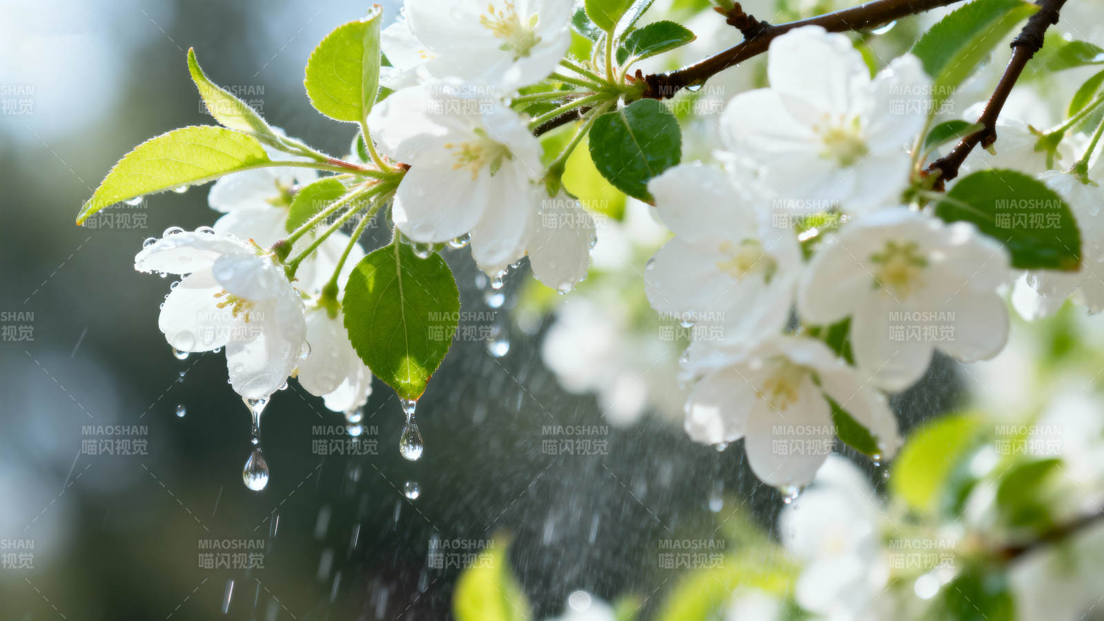 雨中樱花绽放图片