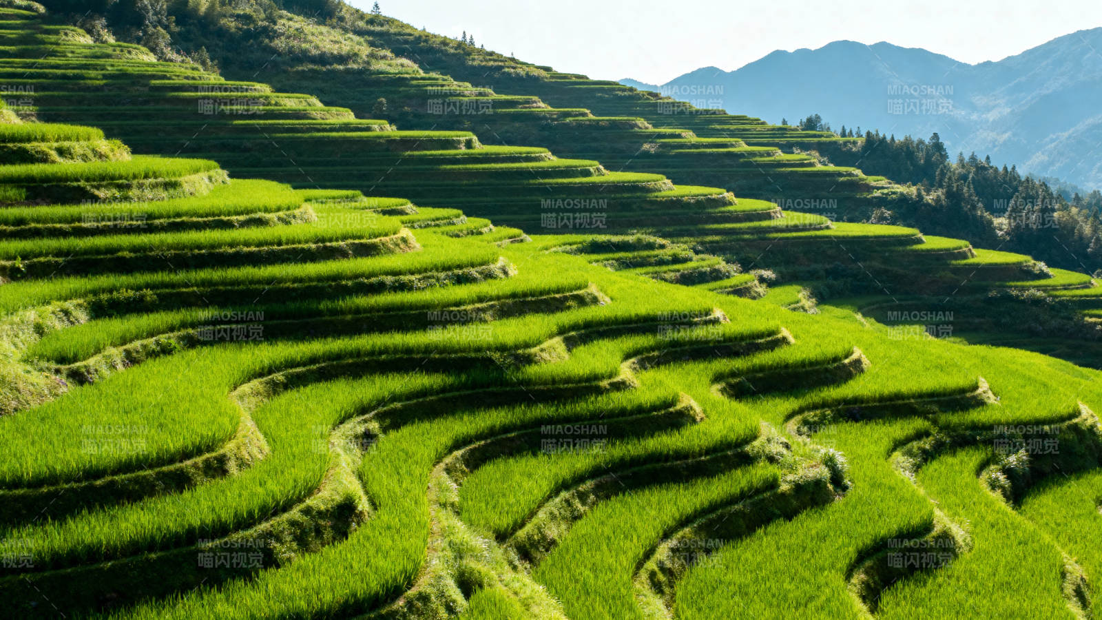 梯田绿浪图片