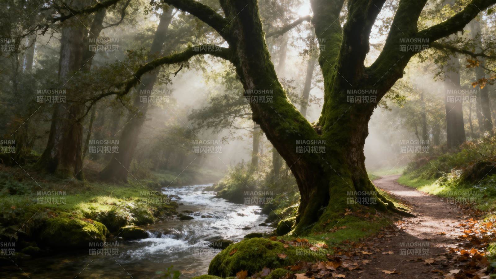 晨雾森林溪流图片