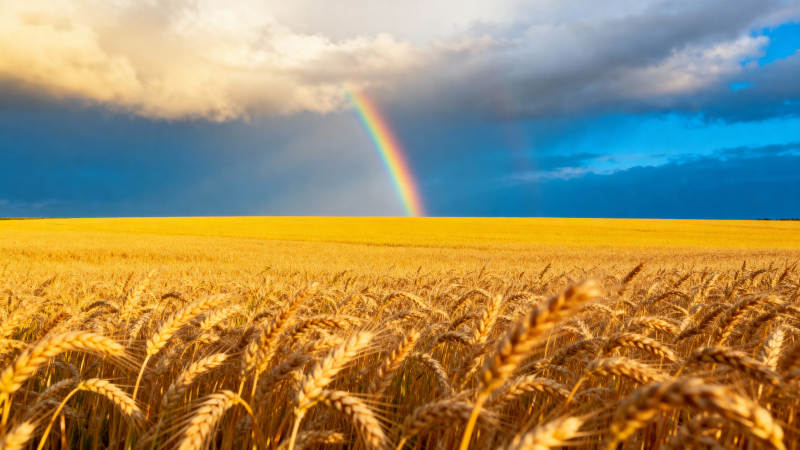金麦田上的彩虹图片