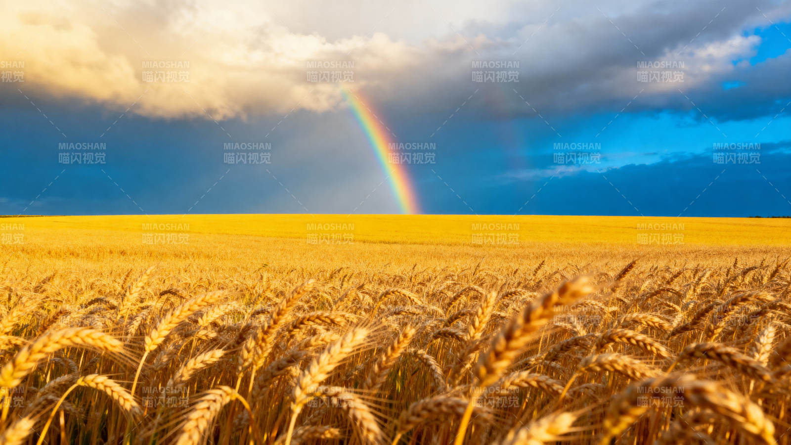 金麦田上的彩虹图片