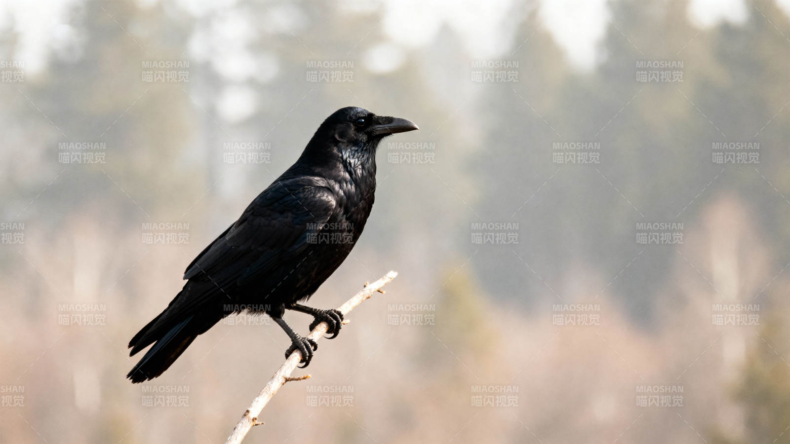 乌鸦栖枝 林间静谧图片