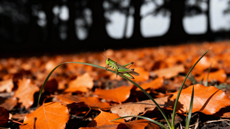 秋叶上的绿蚂蚱图片