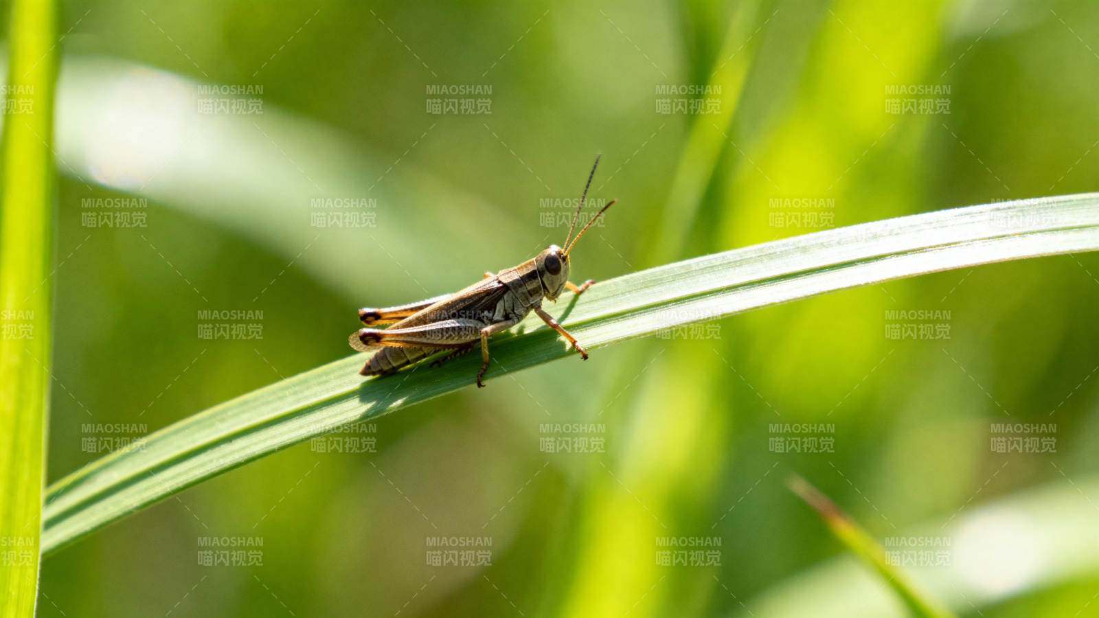 草叶上的蚂蚱图片