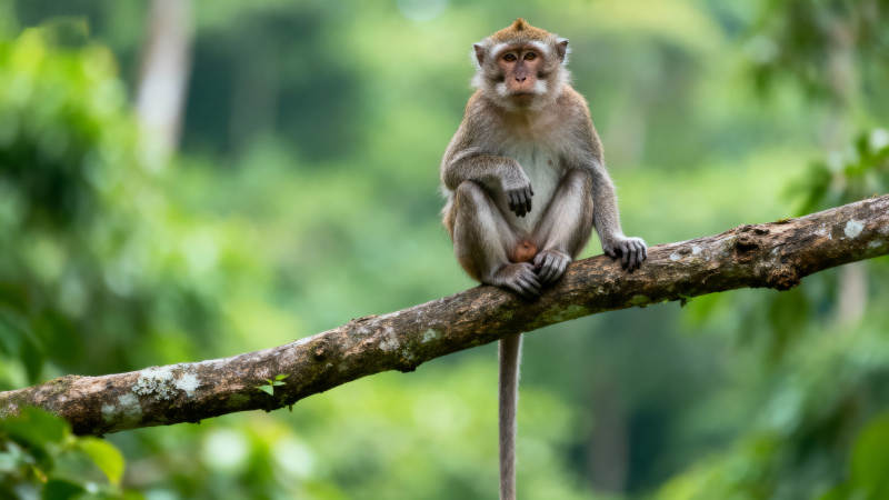 猴子静坐树梢图片