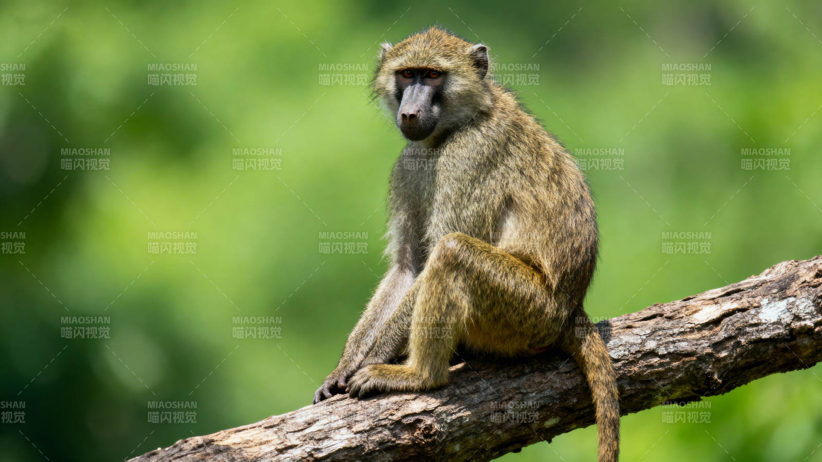 猴子静坐树干上图片