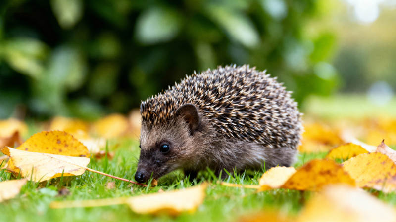 刺猬在落叶中觅食图片
