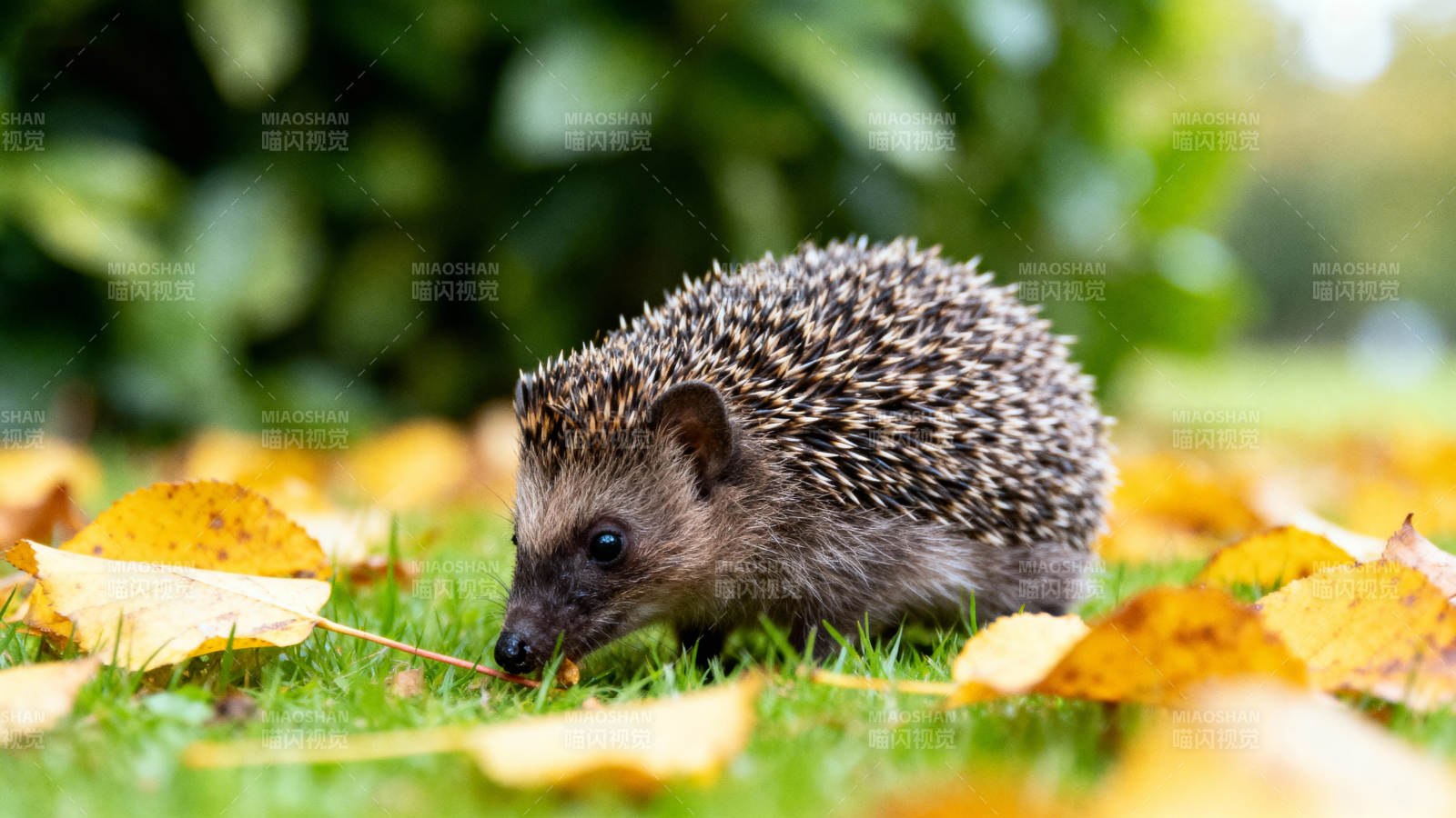 刺猬在落叶中觅食图片