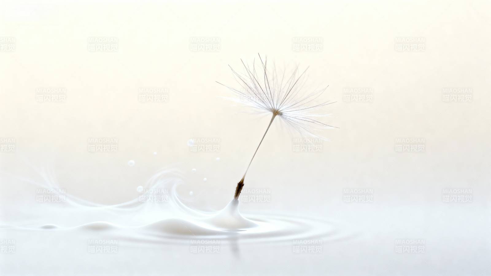 蒲公英轻触水面图片