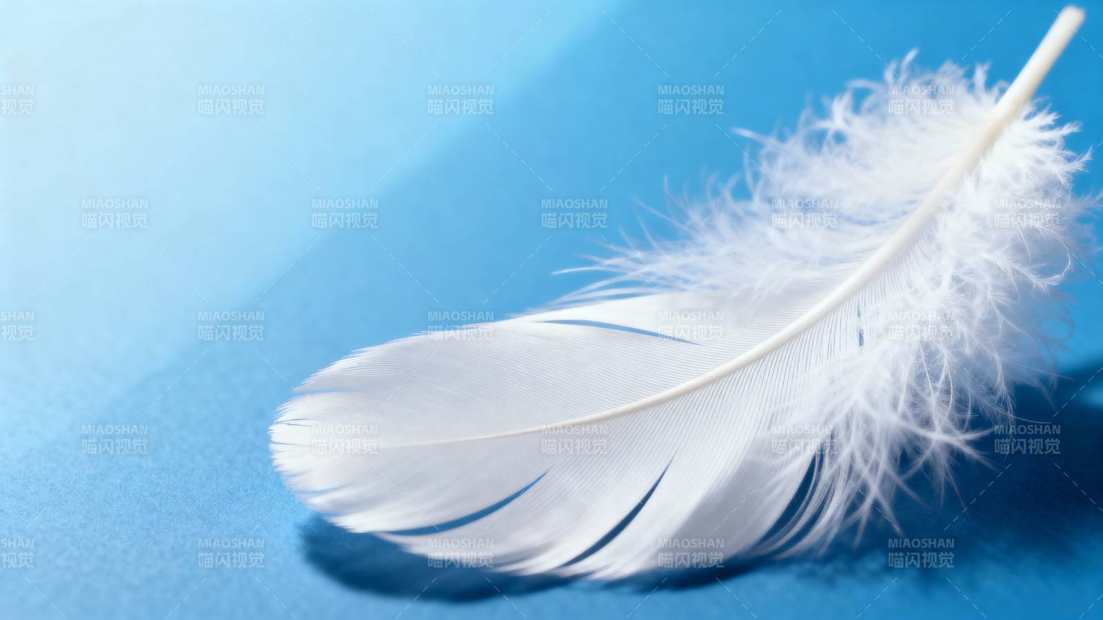 洁白羽毛静卧蓝底图片