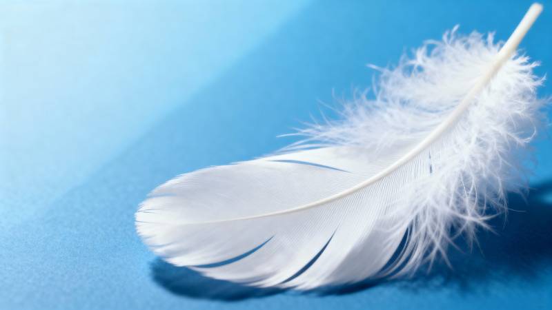 洁白羽毛静卧蓝底图片