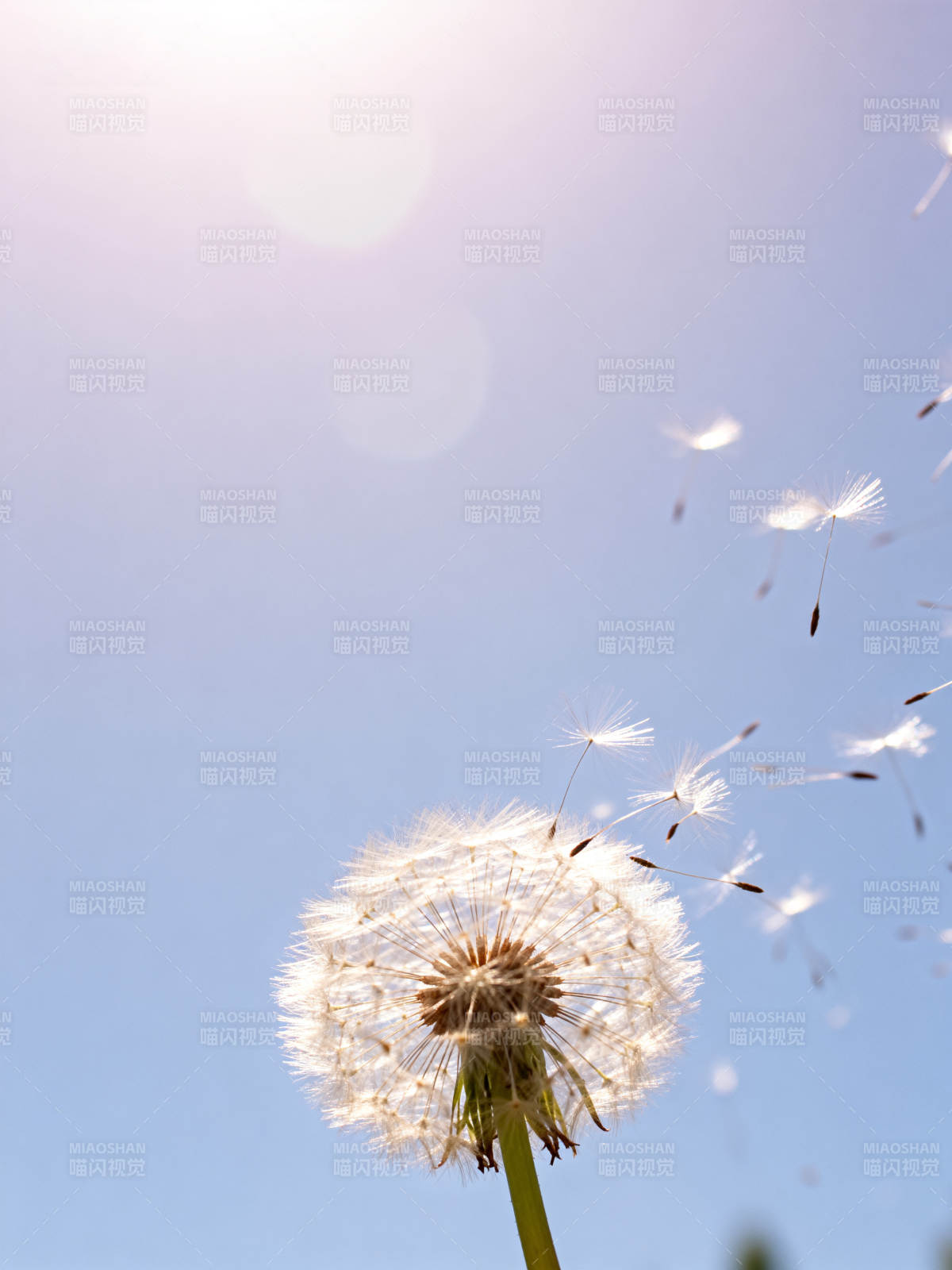 蒲公英随风飘散图片