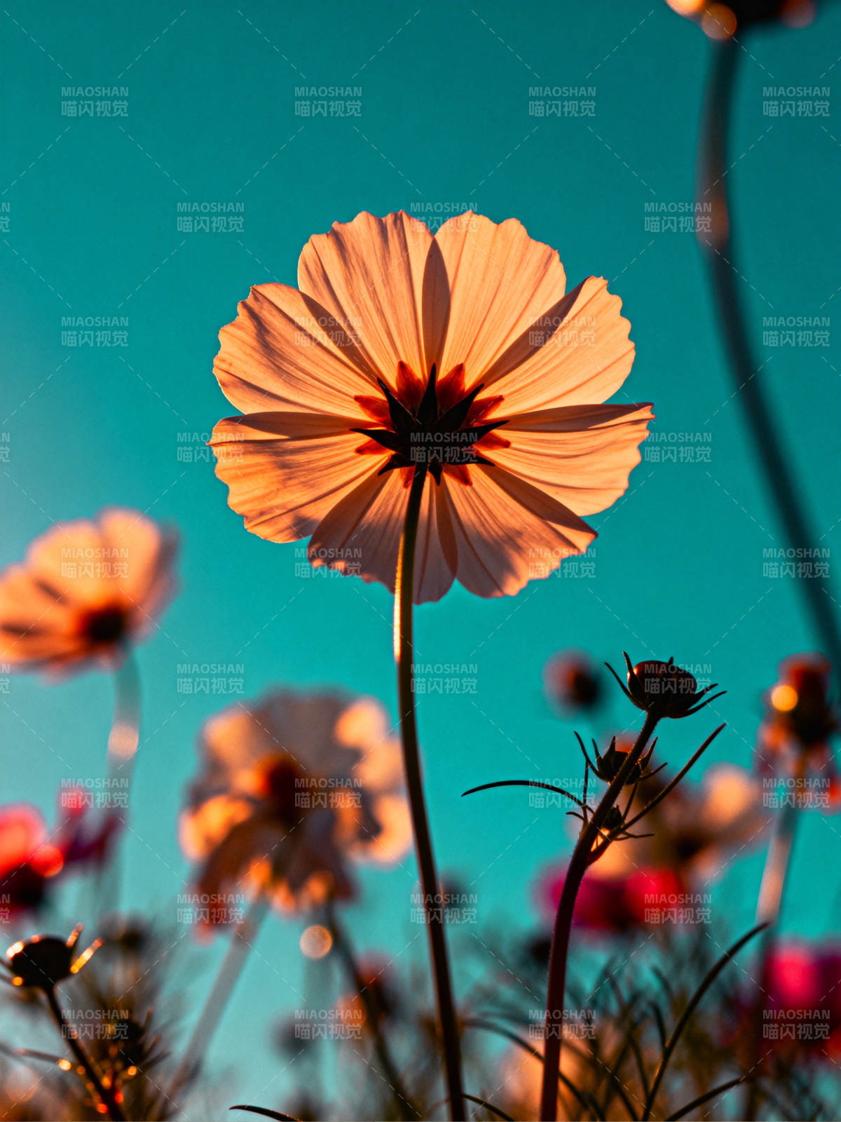 花影映碧空图片