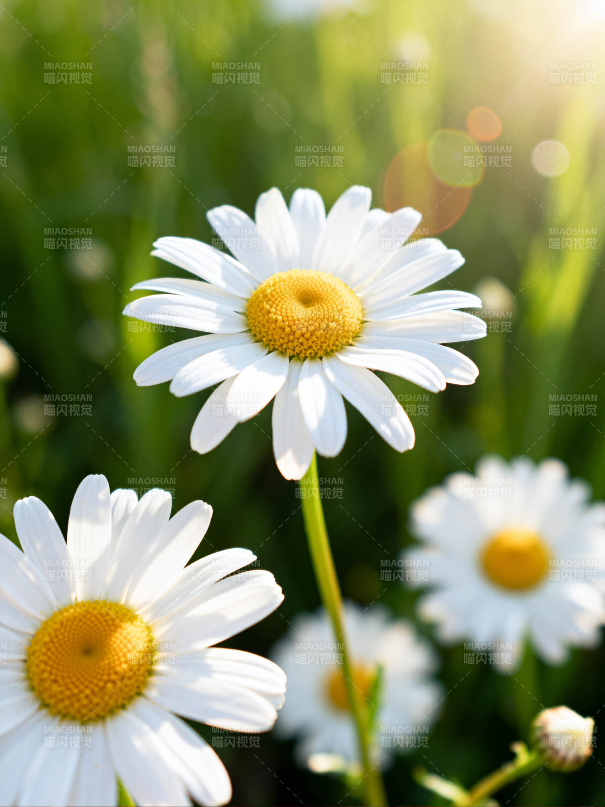 雏菊绽放 阳光明媚图片