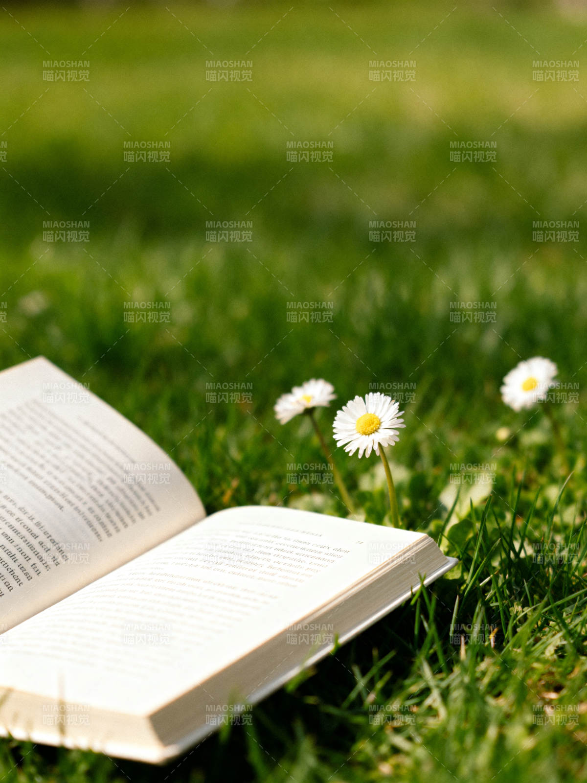 草地上读书的宁静图片