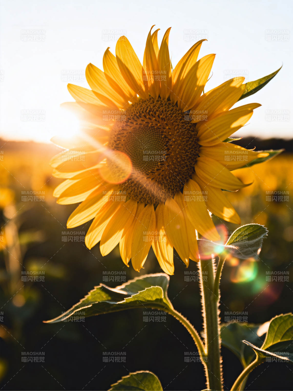 向日葵迎光绽放图片